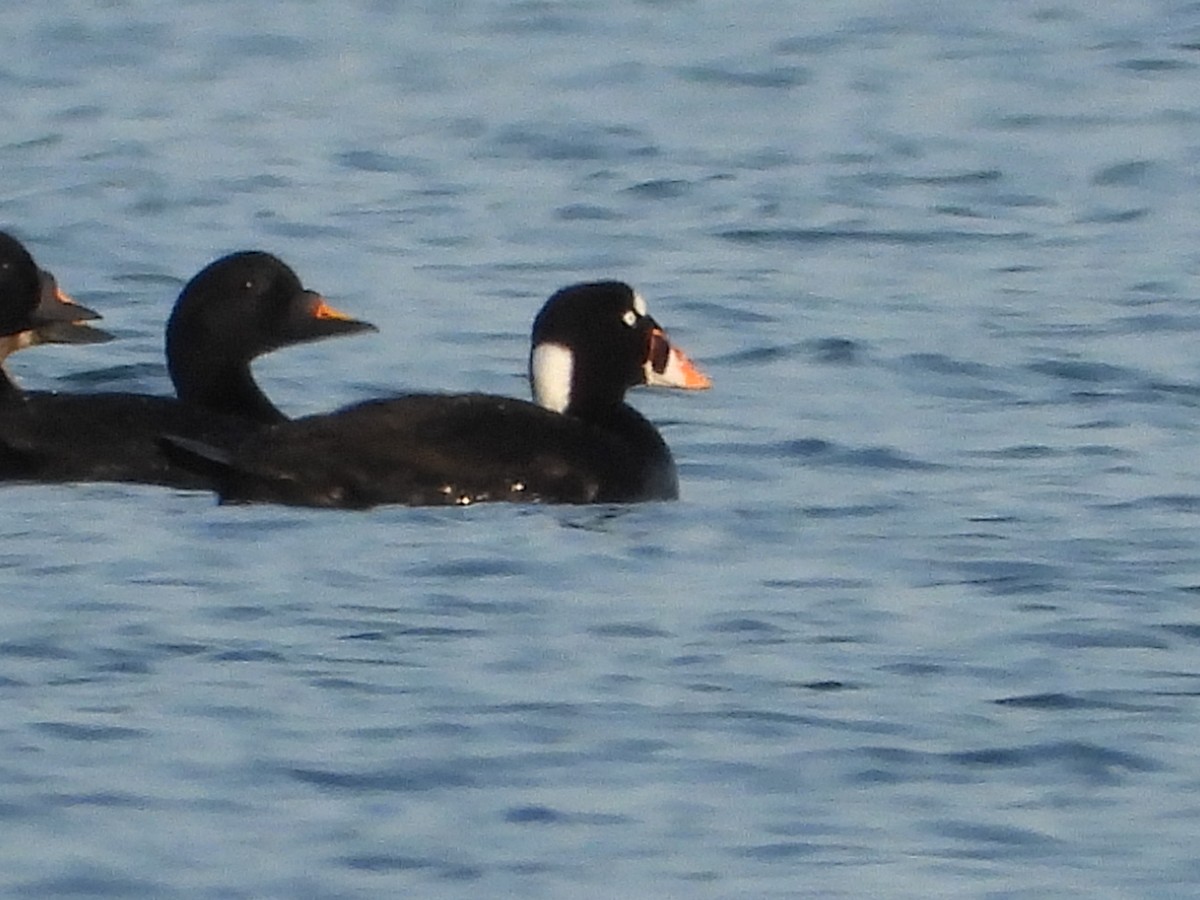 Surf Scoter - ML586137901