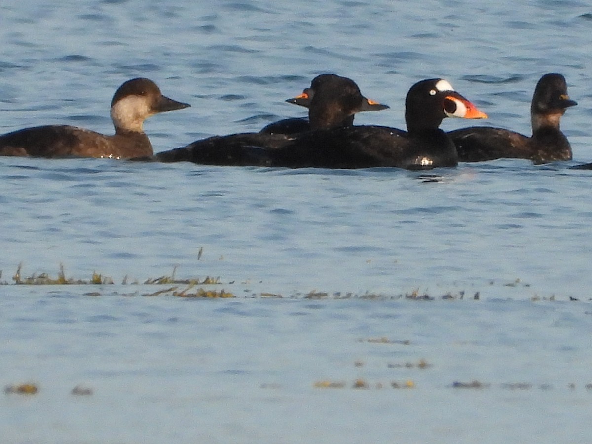 Surf Scoter - ML586137911