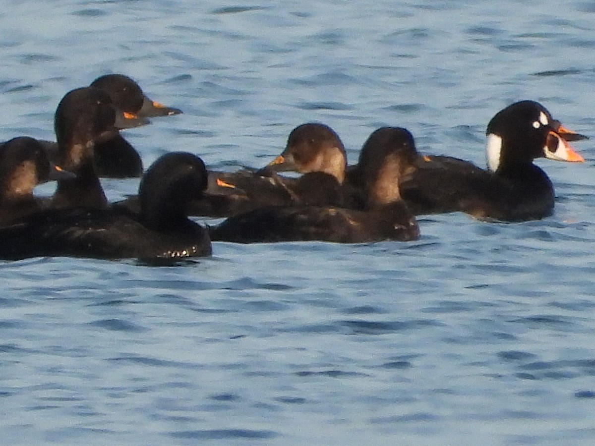 Surf Scoter - Per Harald Pedersen