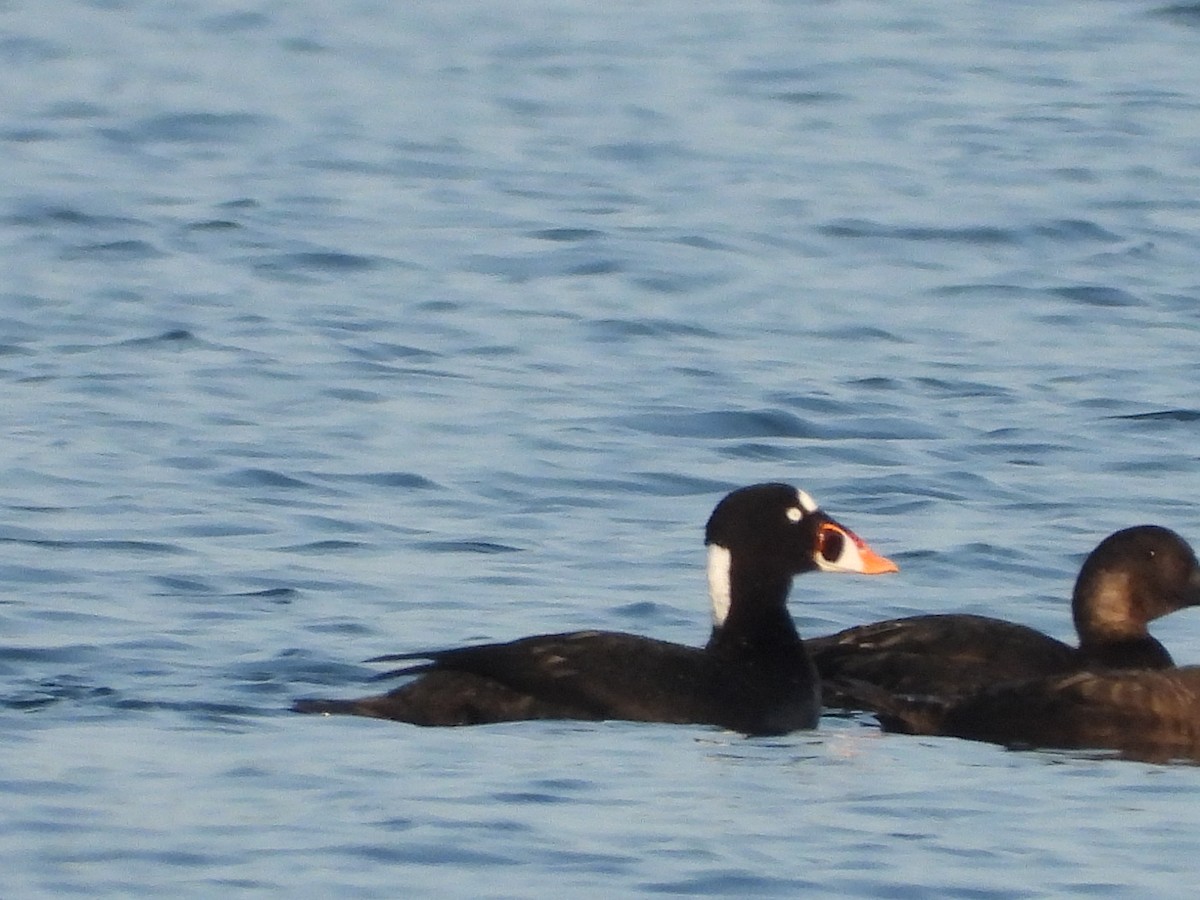 Surf Scoter - ML586137931