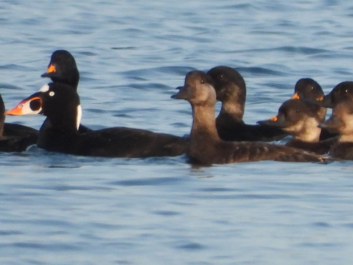 Surf Scoter - ML586137941