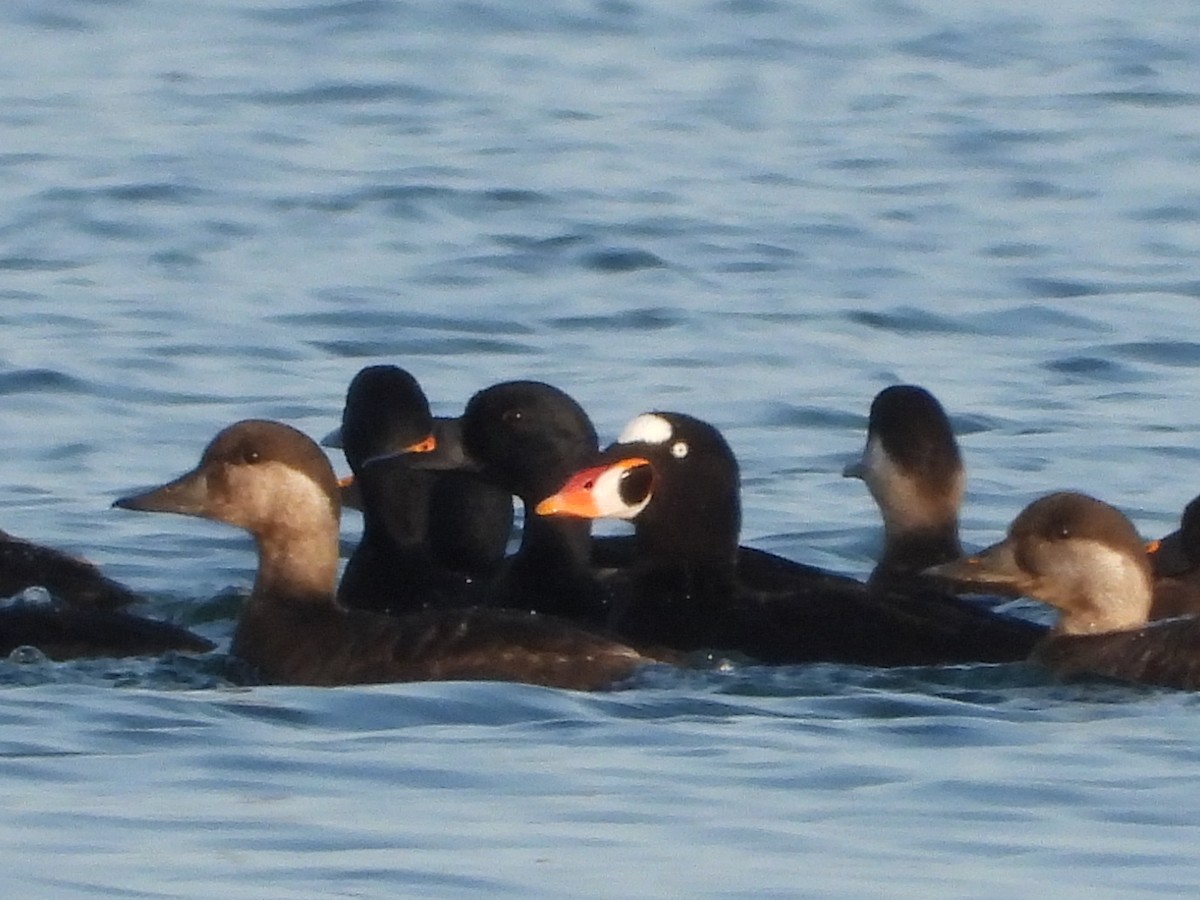 Surf Scoter - ML586137951