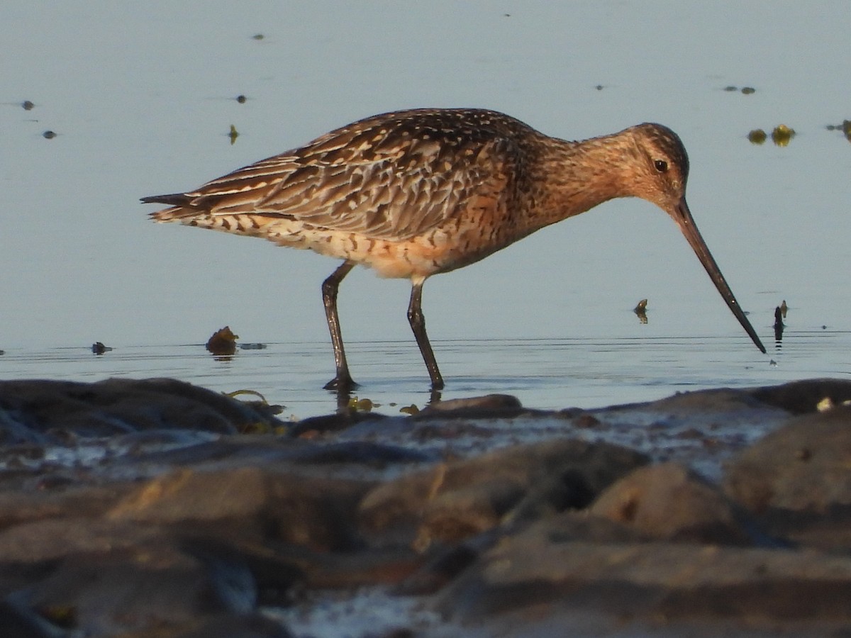 Bar-tailed Godwit - ML586138101