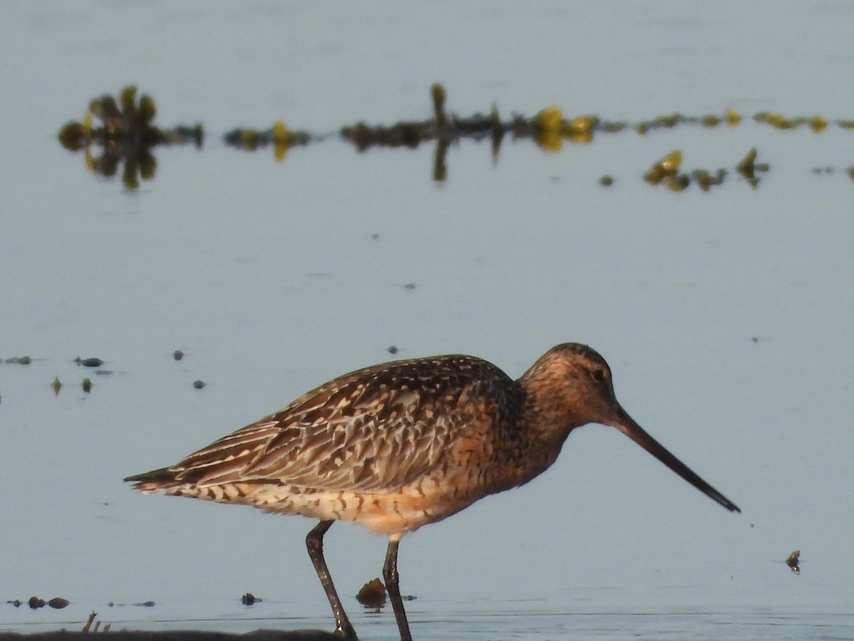 Bar-tailed Godwit - ML586138111