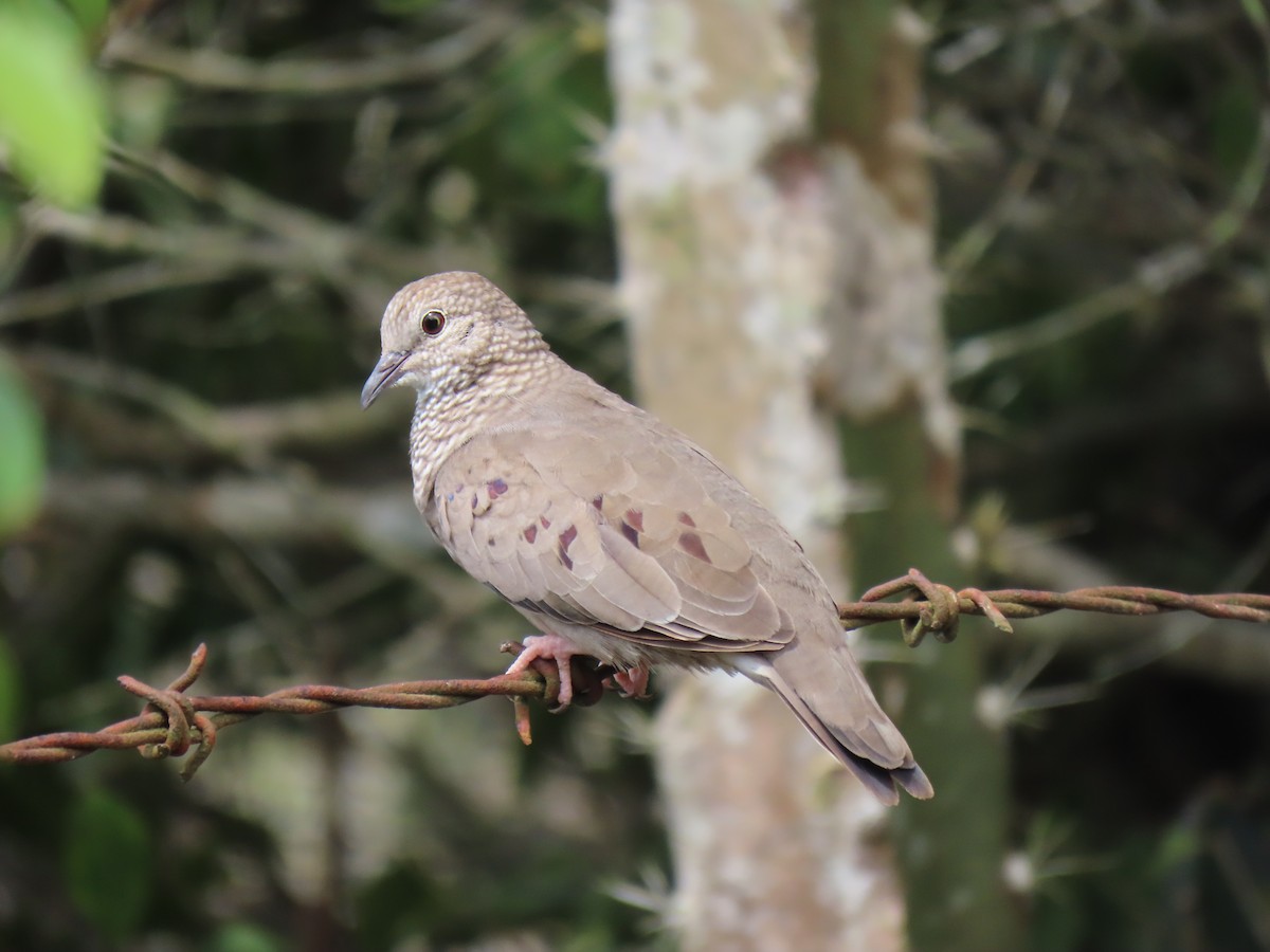 Common Ground Dove - ML586138151