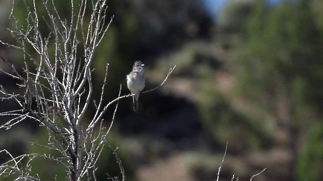 Grauvireo - ML586140021