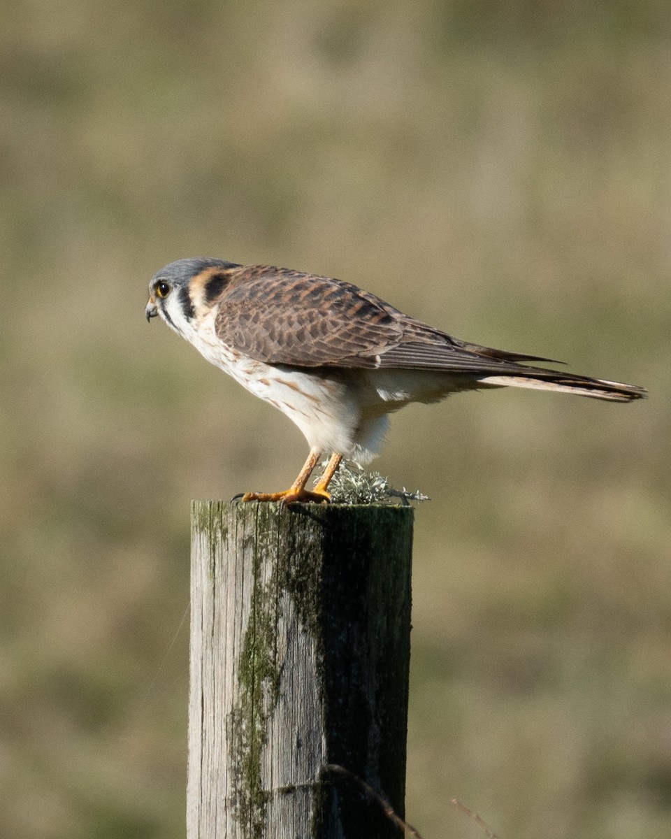 American Kestrel - ML586140031