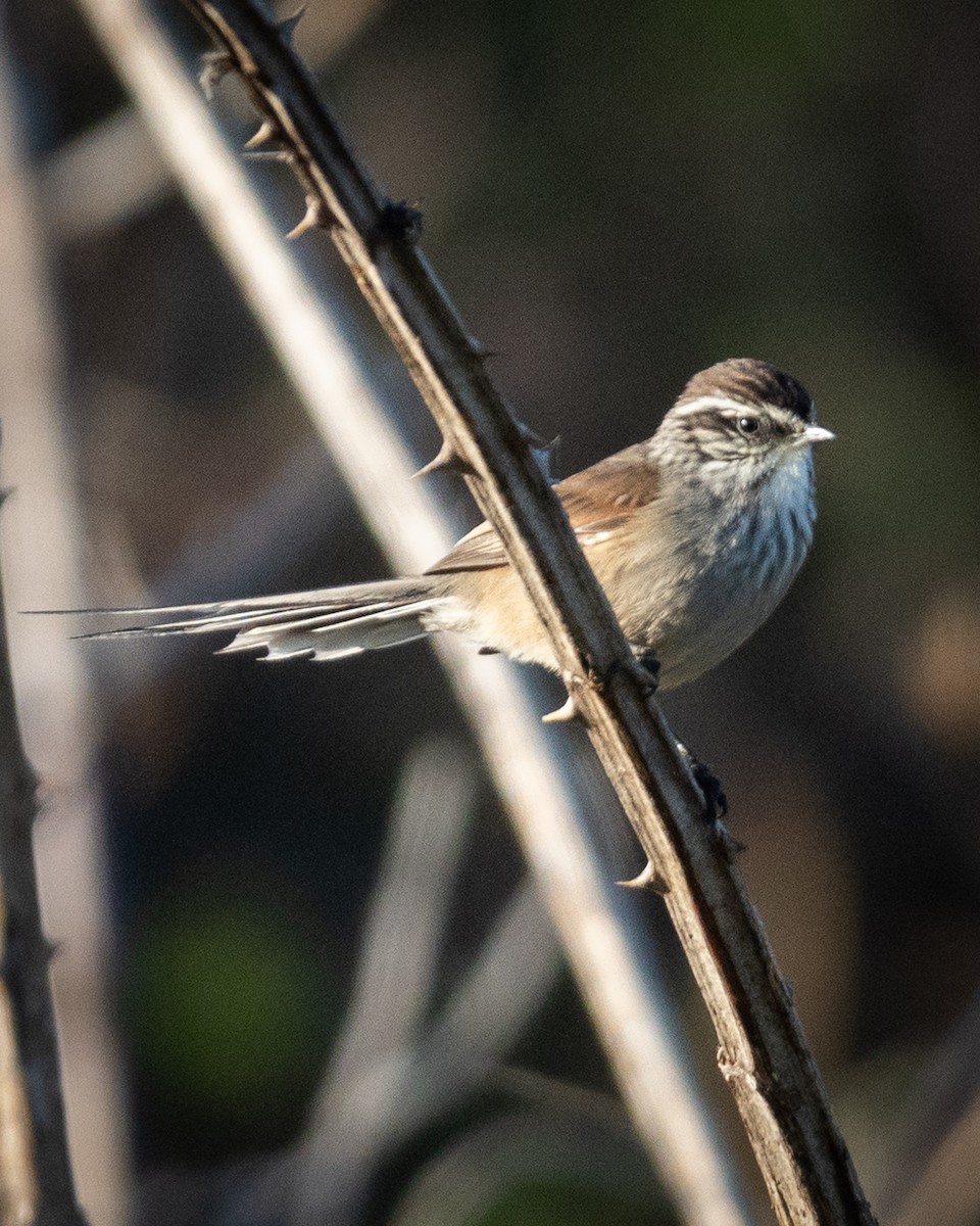 Plain-mantled Tit-Spinetail - ML586140131