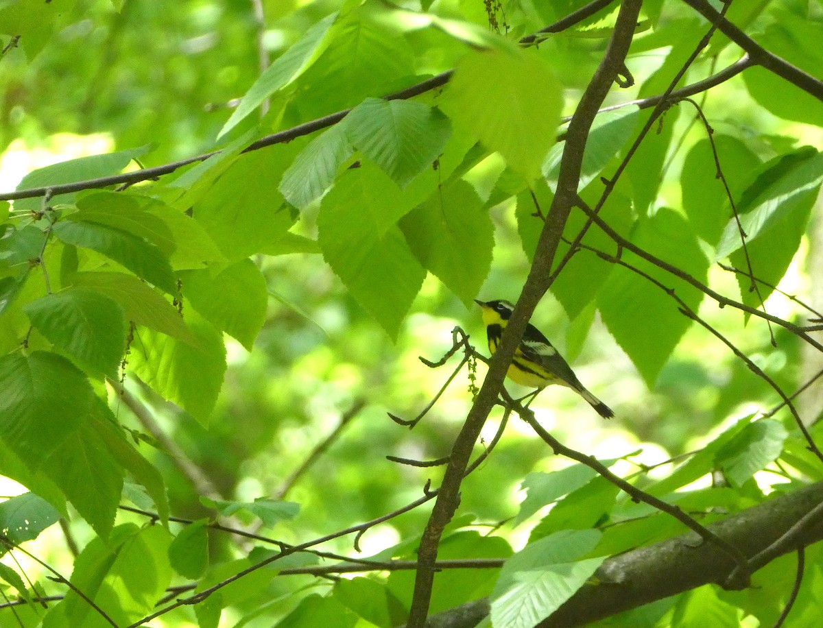 Magnolia Warbler - Anne Bekker