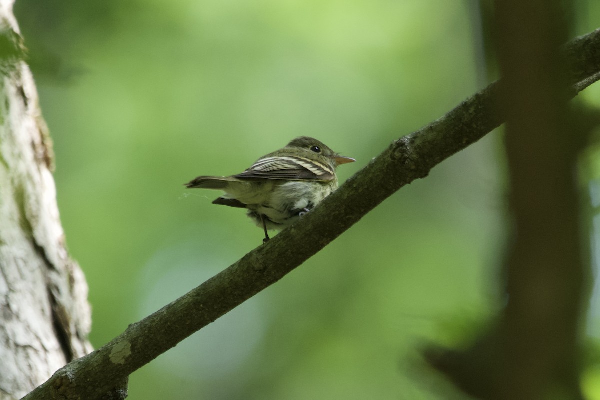 Acadian Flycatcher - ML586140501