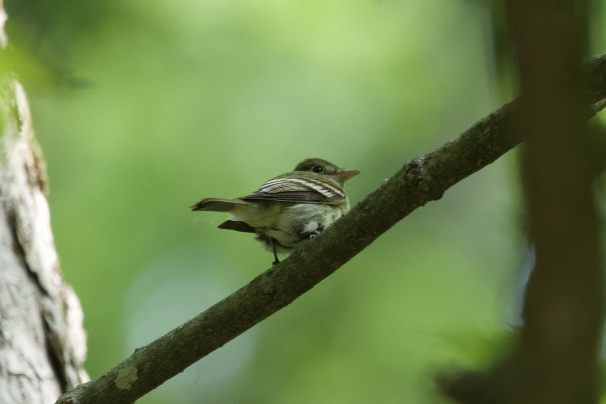 Acadian Flycatcher - ML586140511