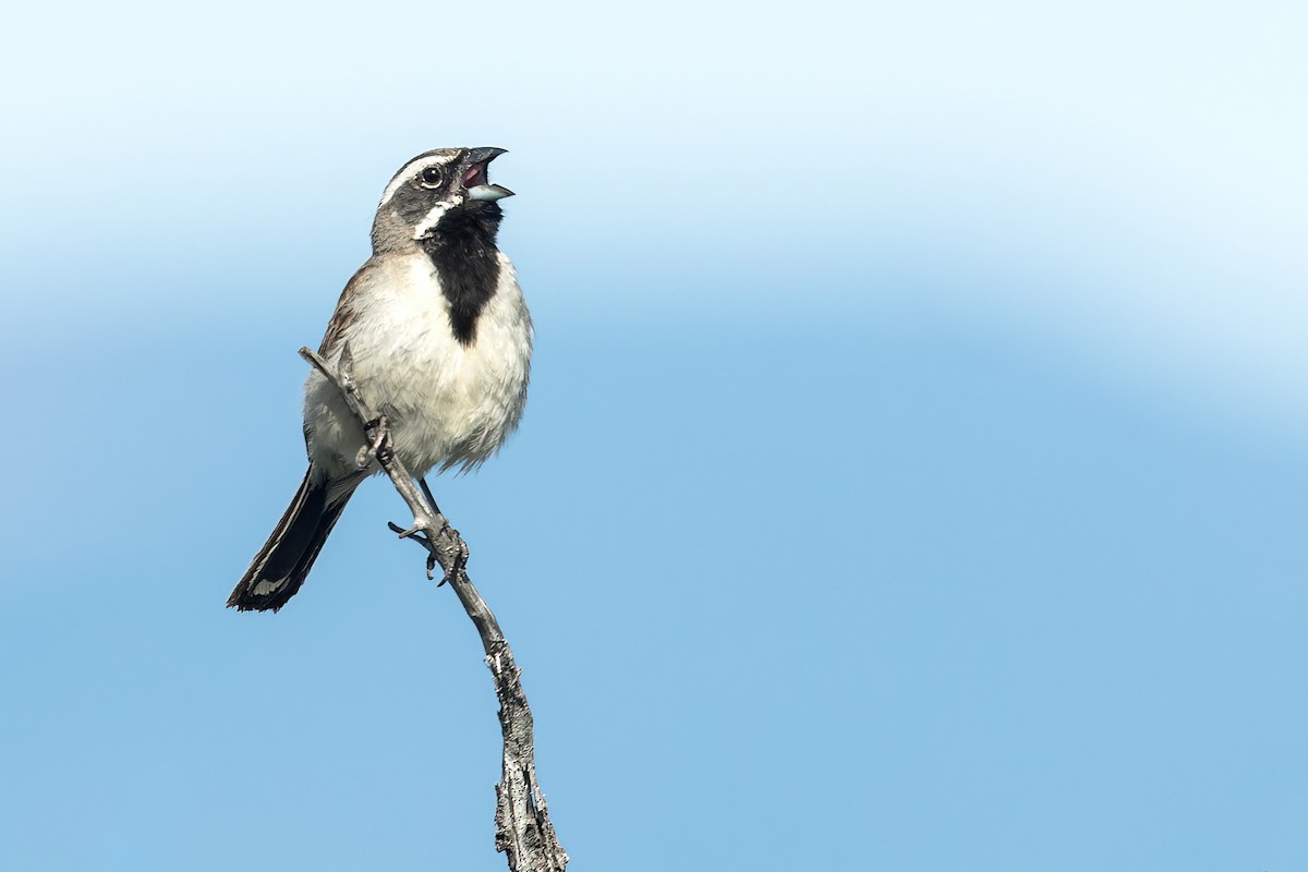 Black-throated Sparrow - ML586141441