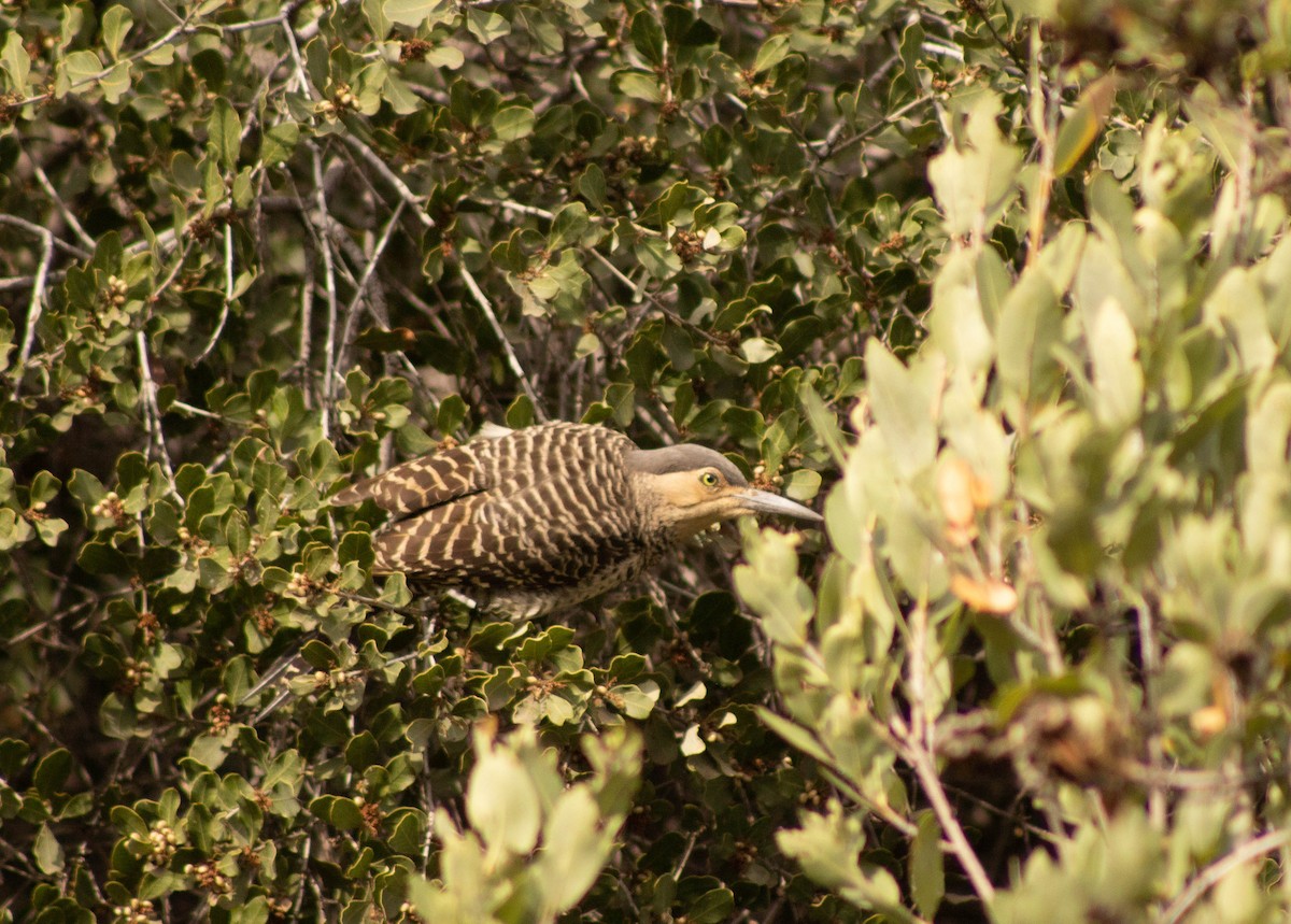 Chilean Flicker - ML586142281