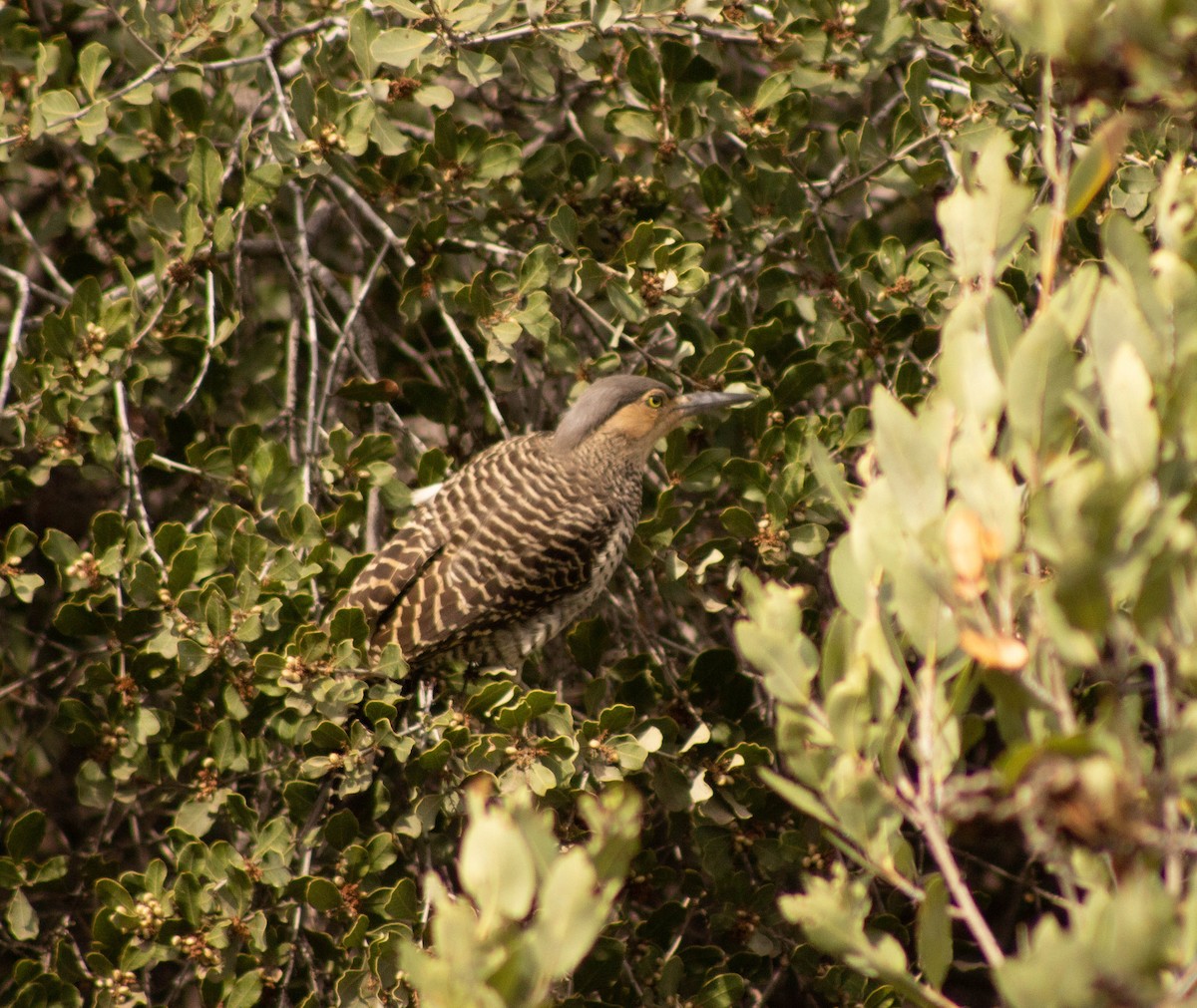 Chilean Flicker - ML586142291