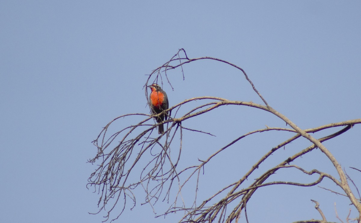 Long-tailed Meadowlark - ML586143111