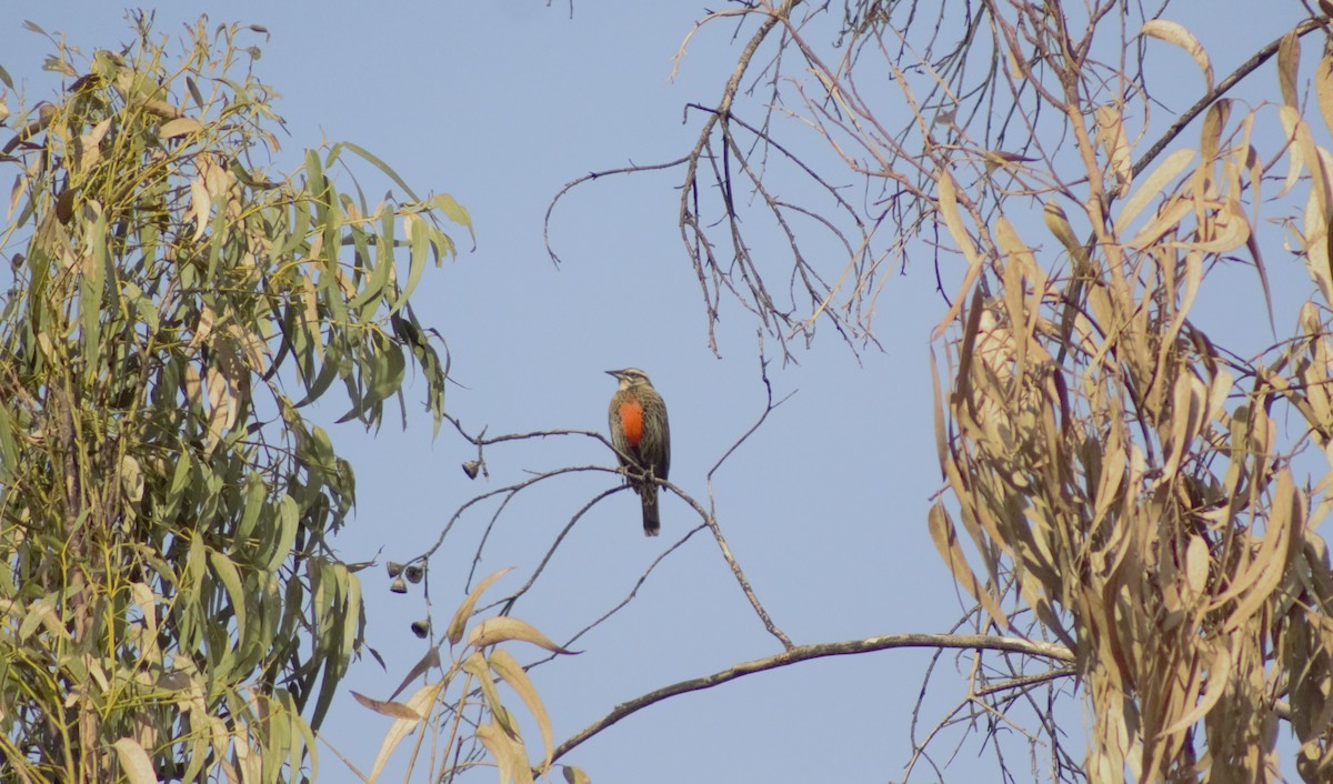 Long-tailed Meadowlark - ML586143121