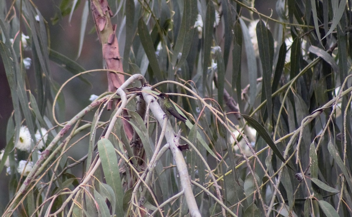 Green-backed Firecrown - ML586143621