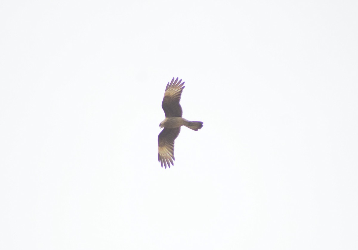 Chimango Caracara - ML586143871