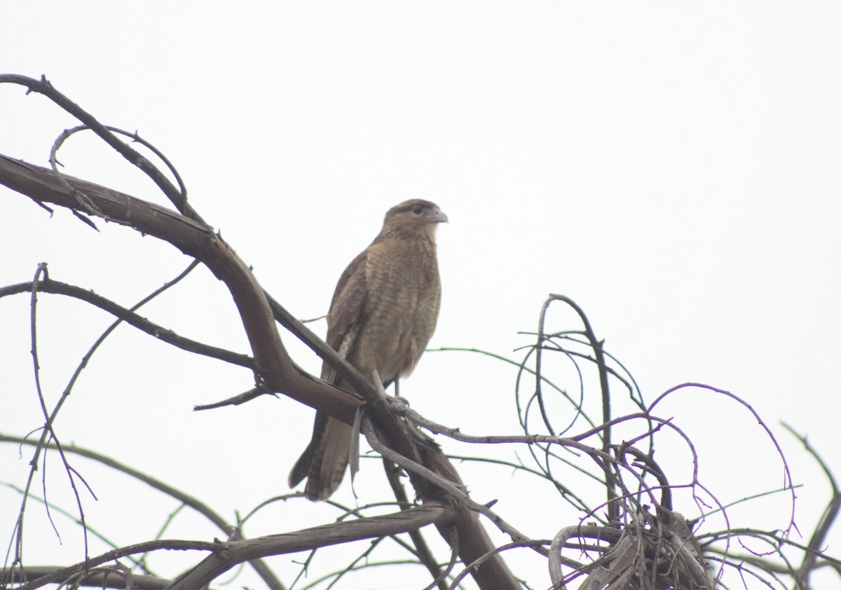 Chimango Caracara - ML586143961