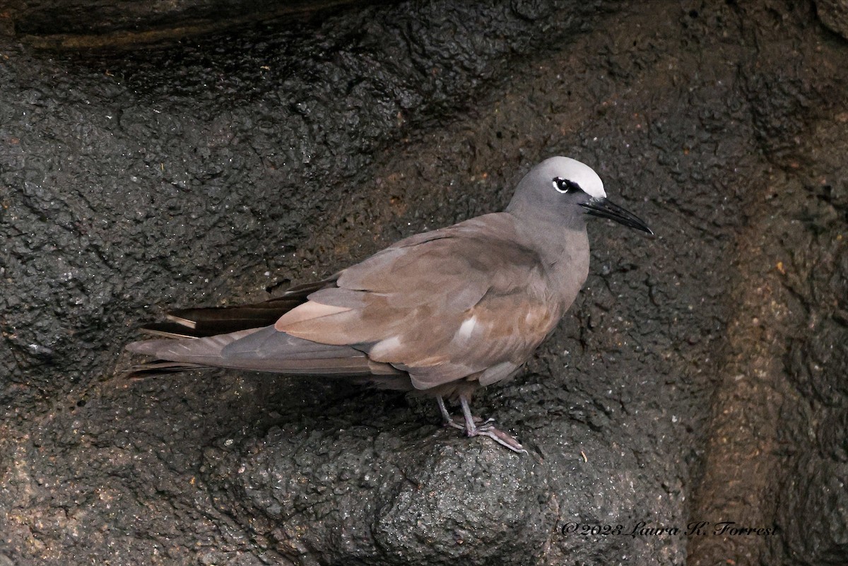 Brown Noddy - ML586144201