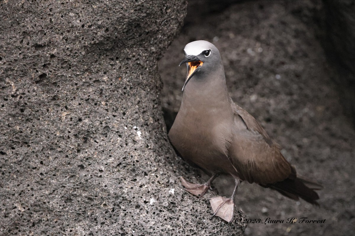 Brown Noddy - ML586144211