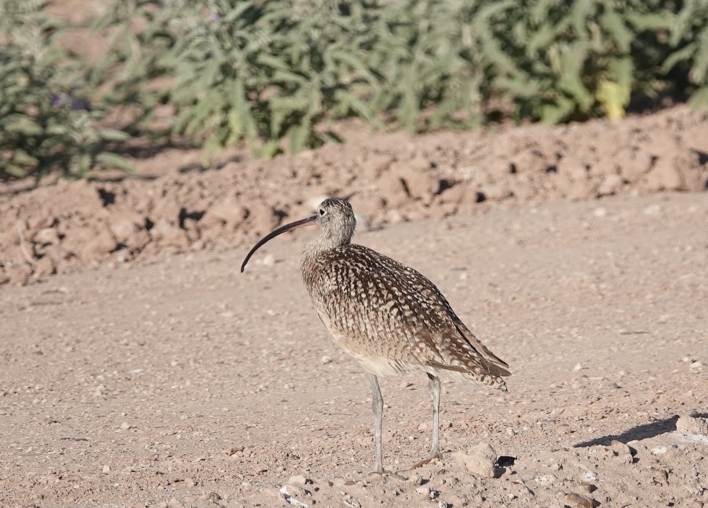 Long-billed Curlew - ML586144561