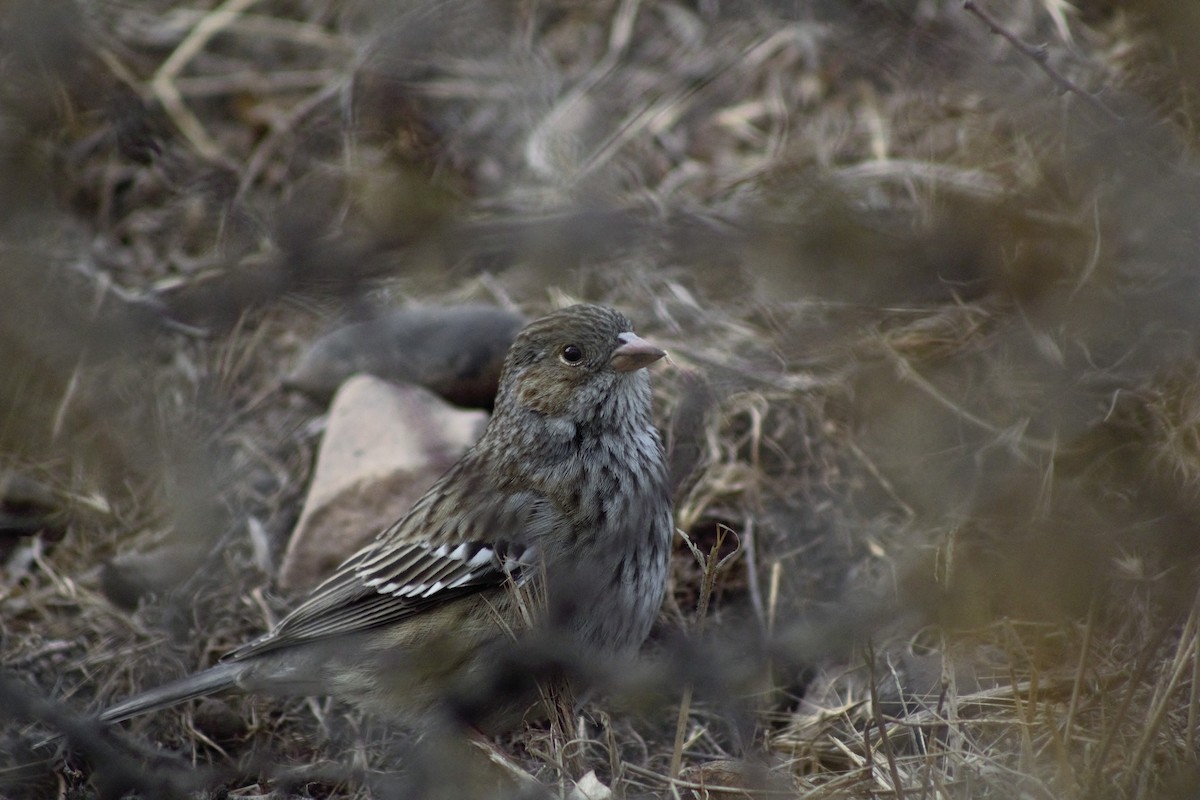 Mourning Sierra Finch - ML586145071