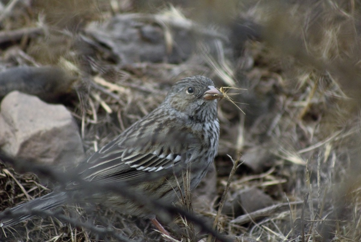 Mourning Sierra Finch - ML586145081