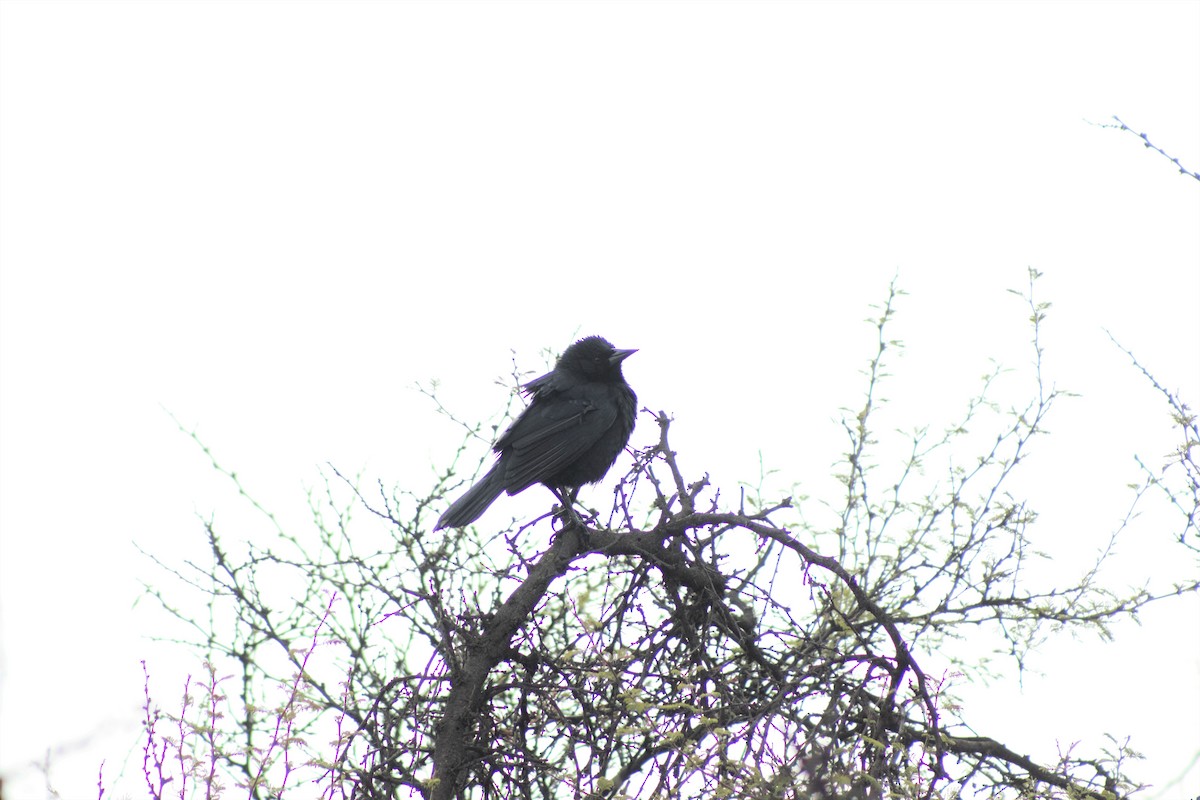 Austral Blackbird - ML586145121