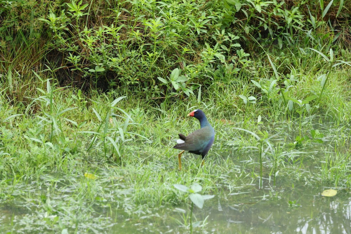 Purple Gallinule - ML586145641