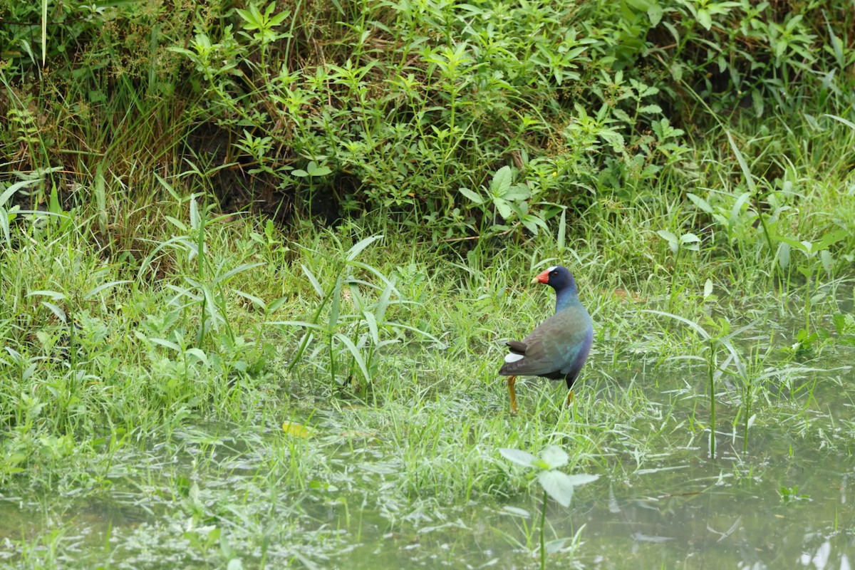 Purple Gallinule - Jaden Salett