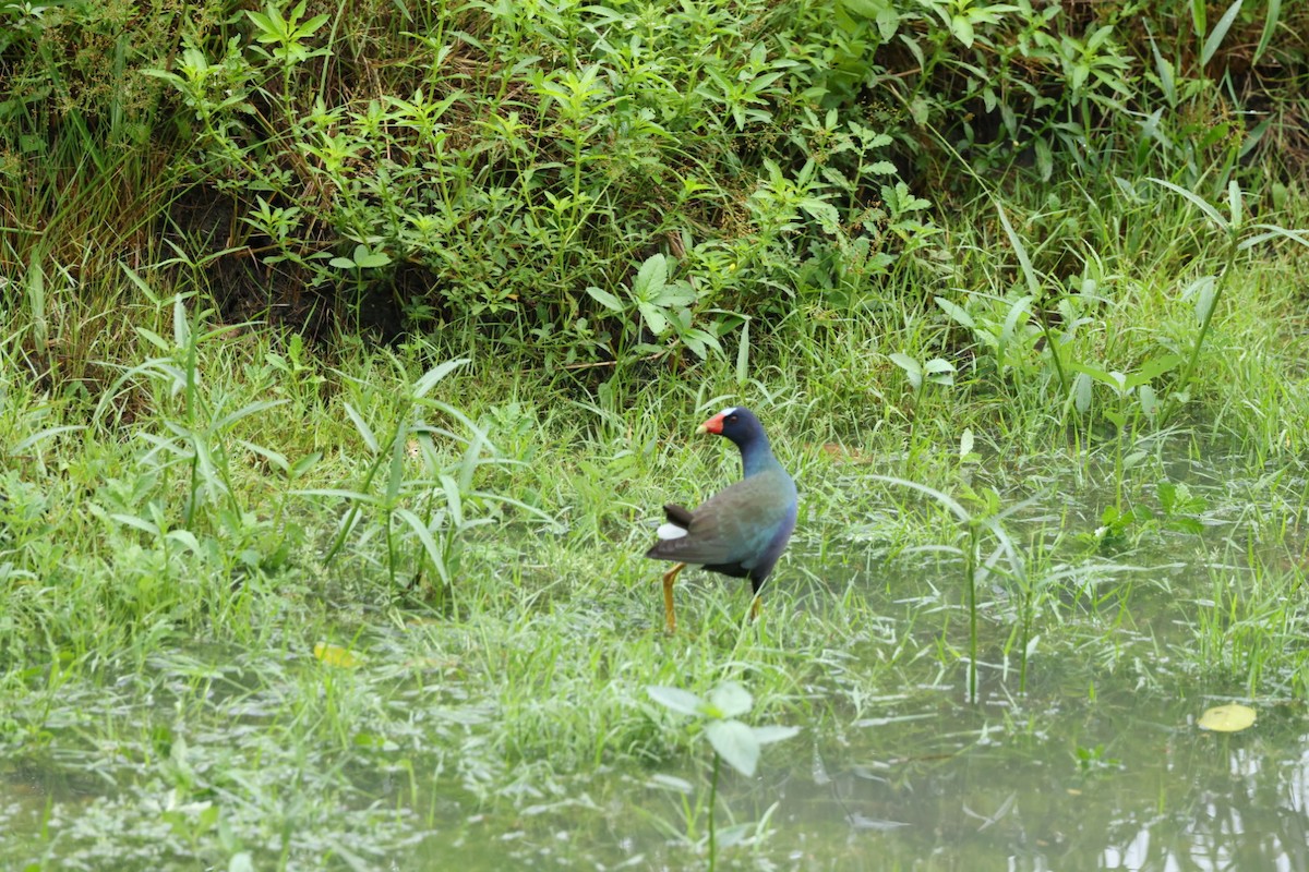 Purple Gallinule - ML586145751