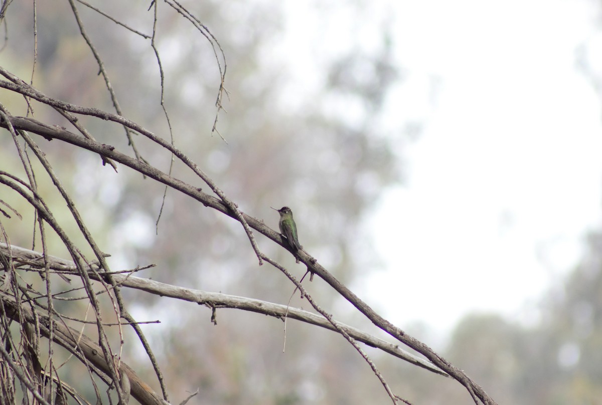 Green-backed Firecrown - ML586146091