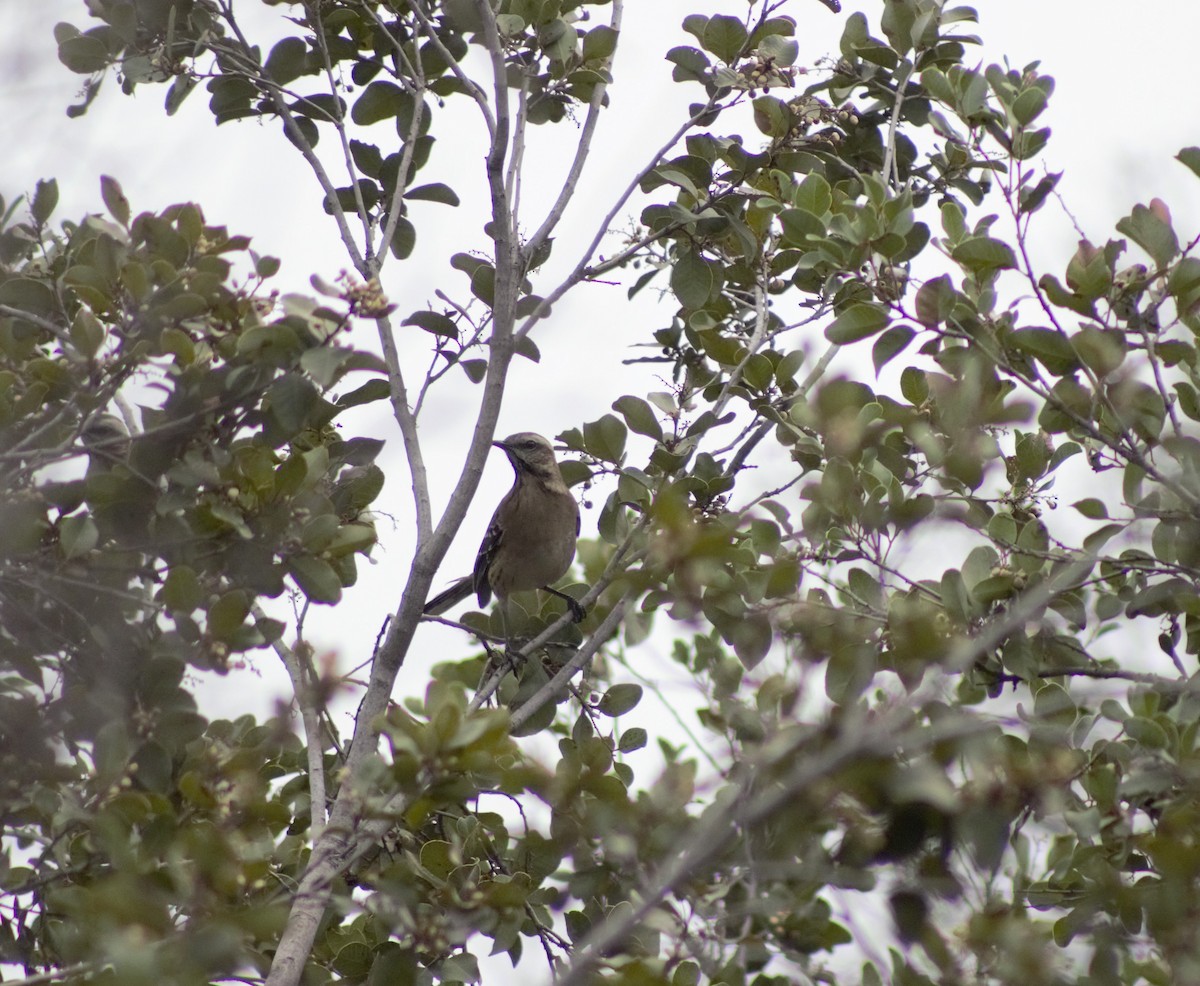 Chilean Mockingbird - ML586146501