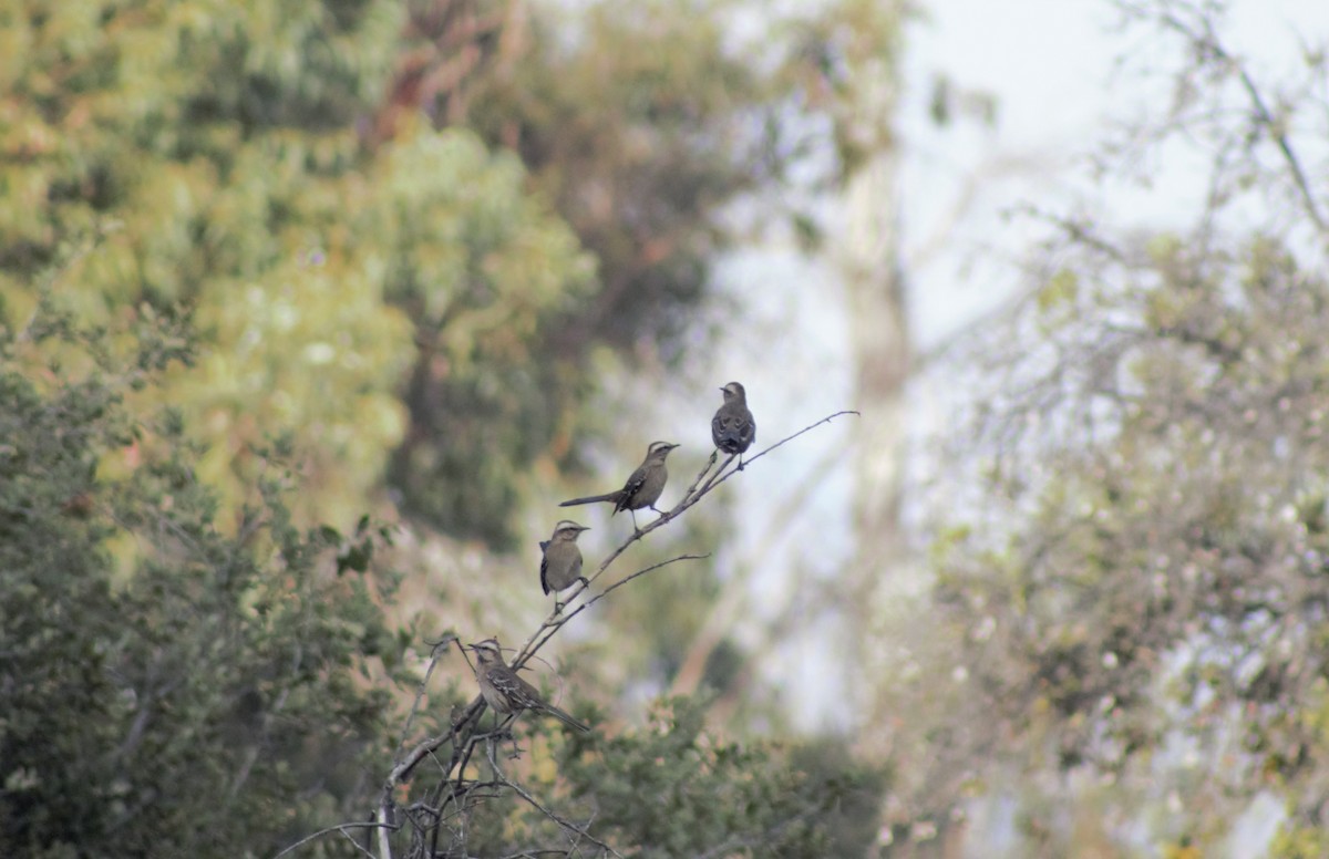 Chilean Mockingbird - ML586146511