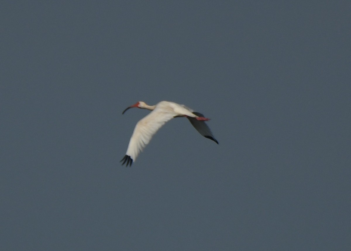 ibis bílý - ML586146861