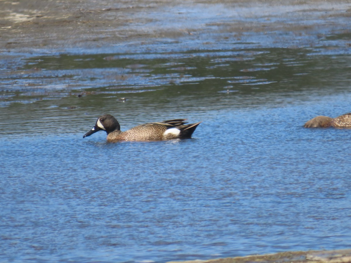 Blue-winged Teal - ML586147611