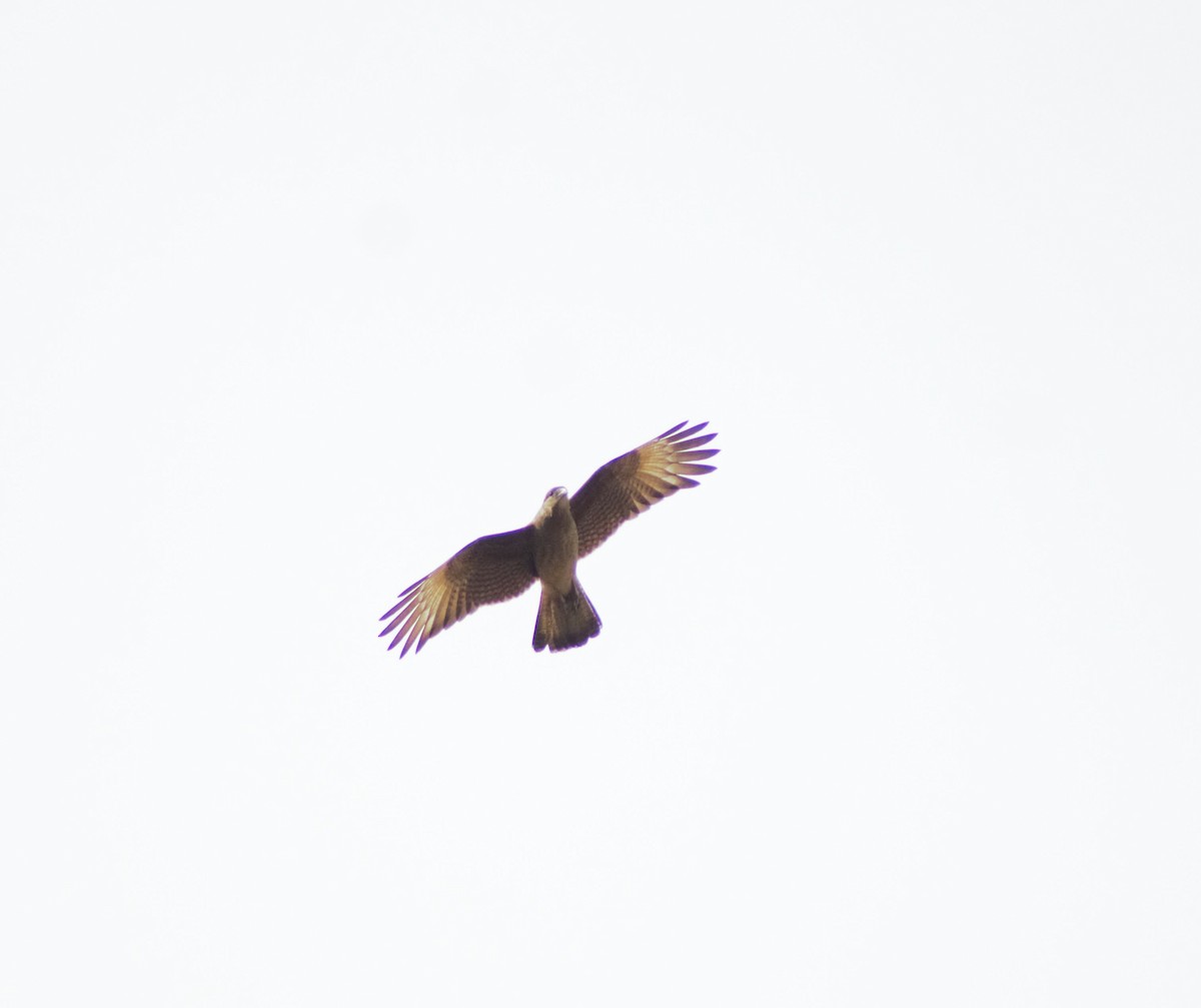 Chimango Caracara - ML586147641
