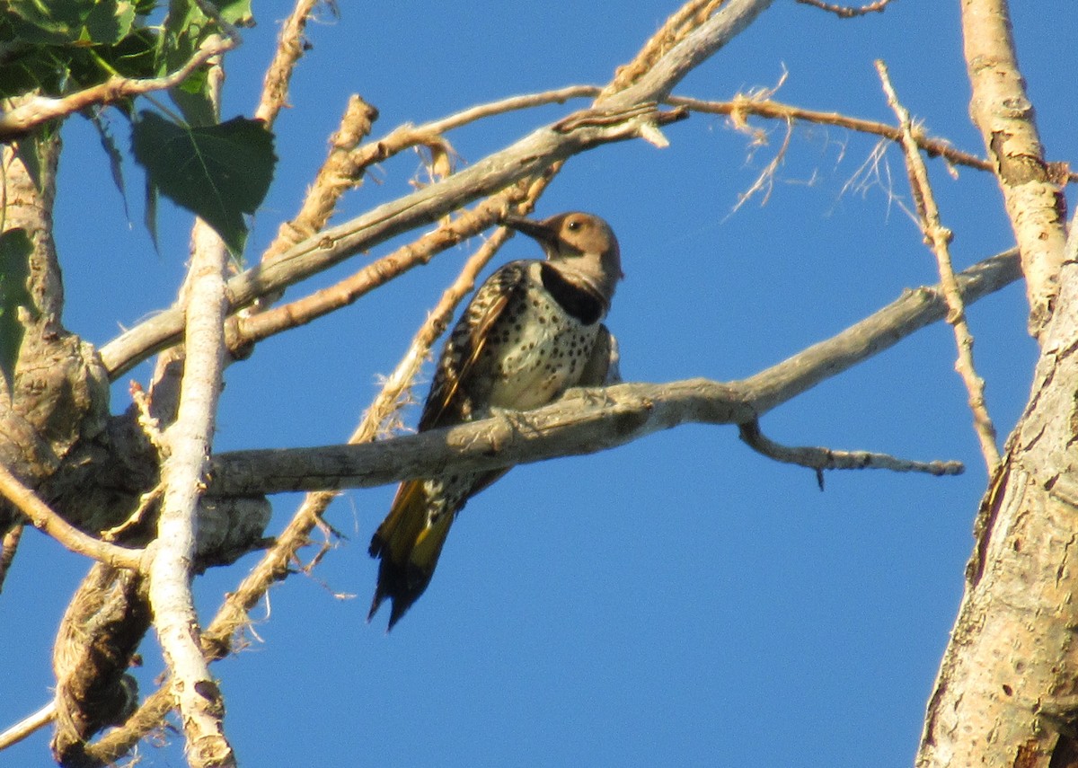 Northern Flicker (Yellow-shafted) - ML586147811