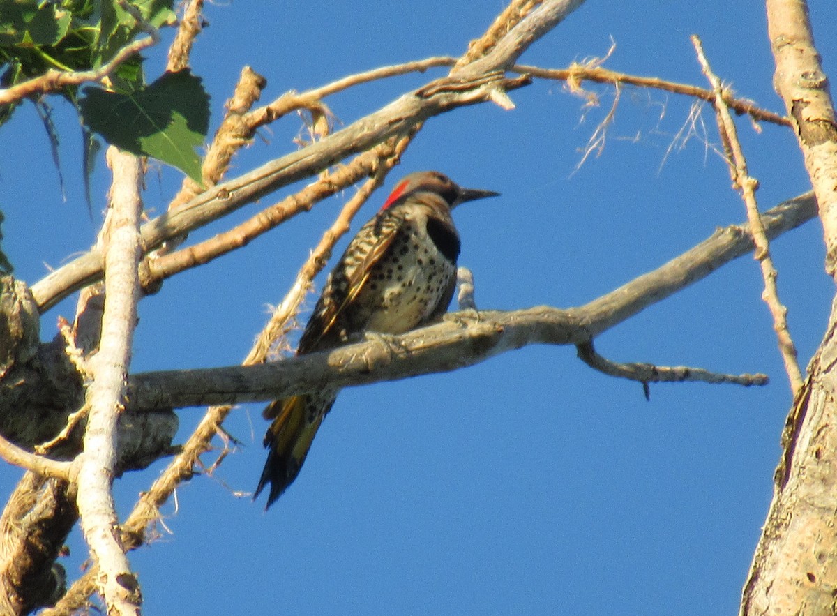 Northern Flicker (Yellow-shafted) - ML586147871