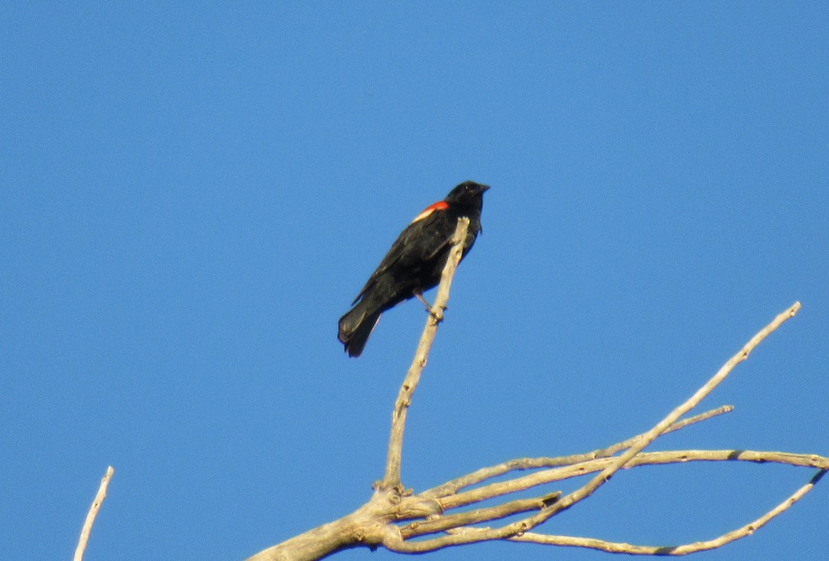 Red-winged Blackbird - ML586148201