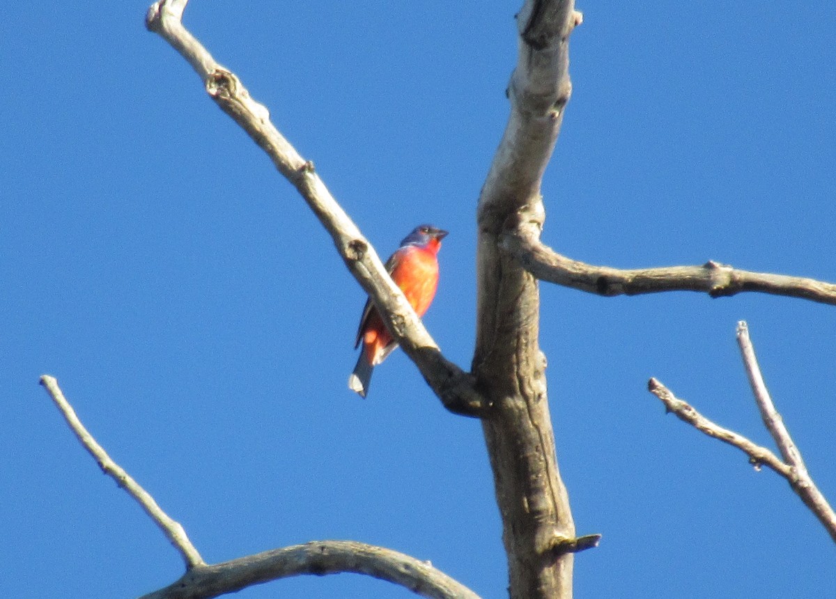 Painted Bunting - ML586148291