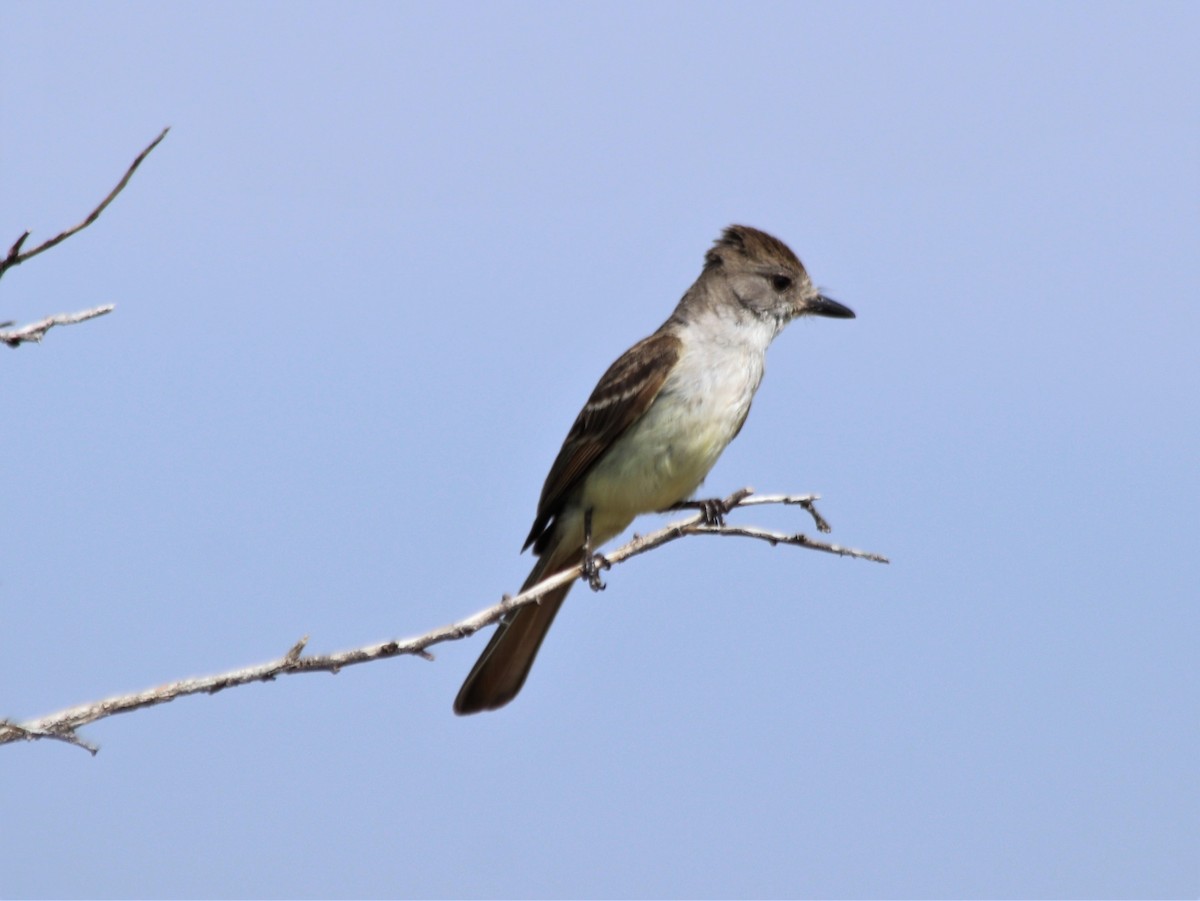 Ash-throated Flycatcher - ML586150161