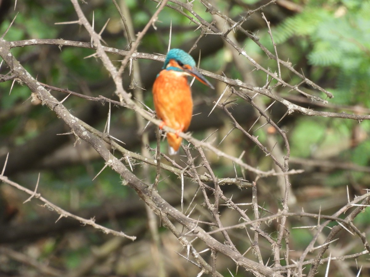 Common Kingfisher - Chandrika Khirani