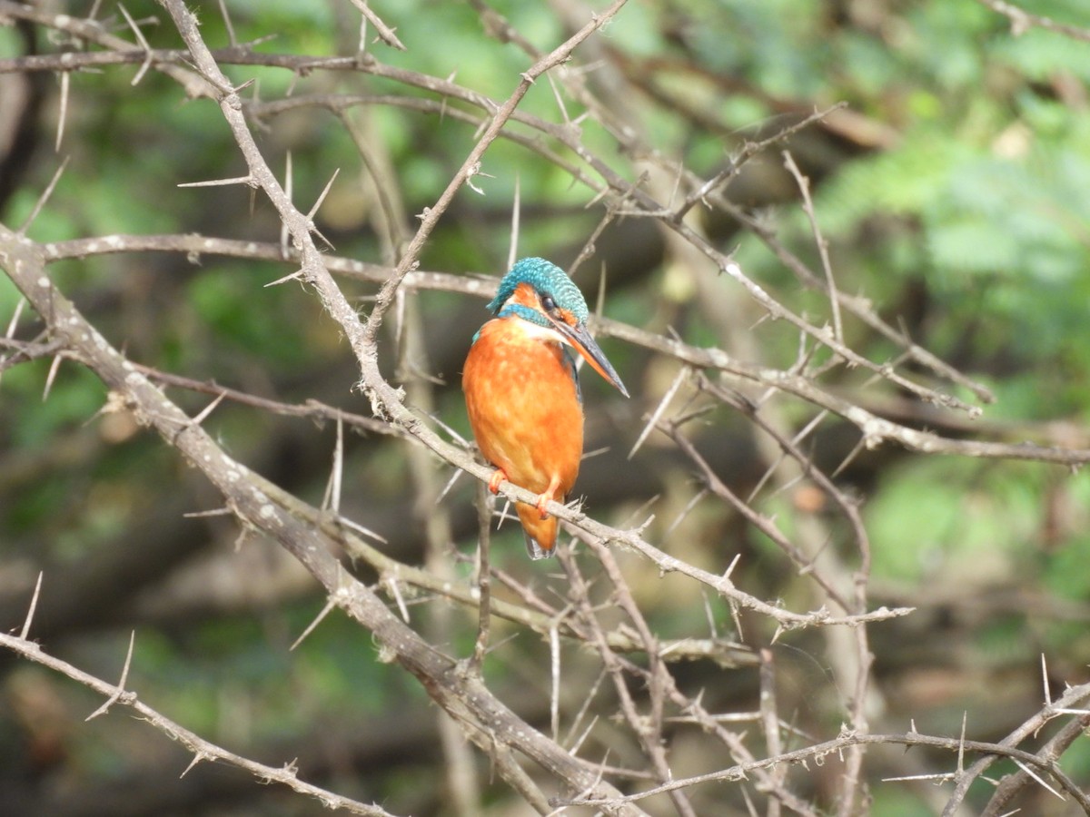 Common Kingfisher - ML586153301