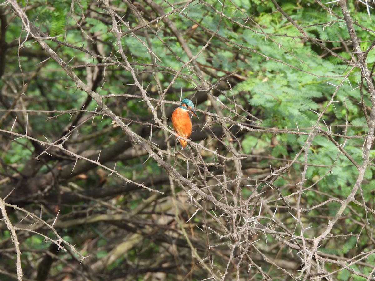 Common Kingfisher - ML586153311