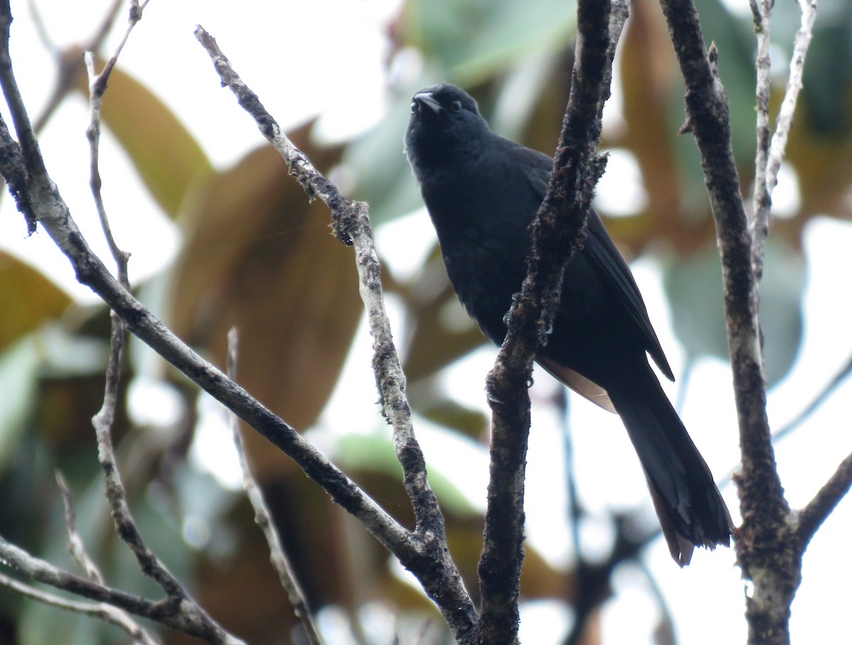 Golden-tufted Grackle - ML586153341