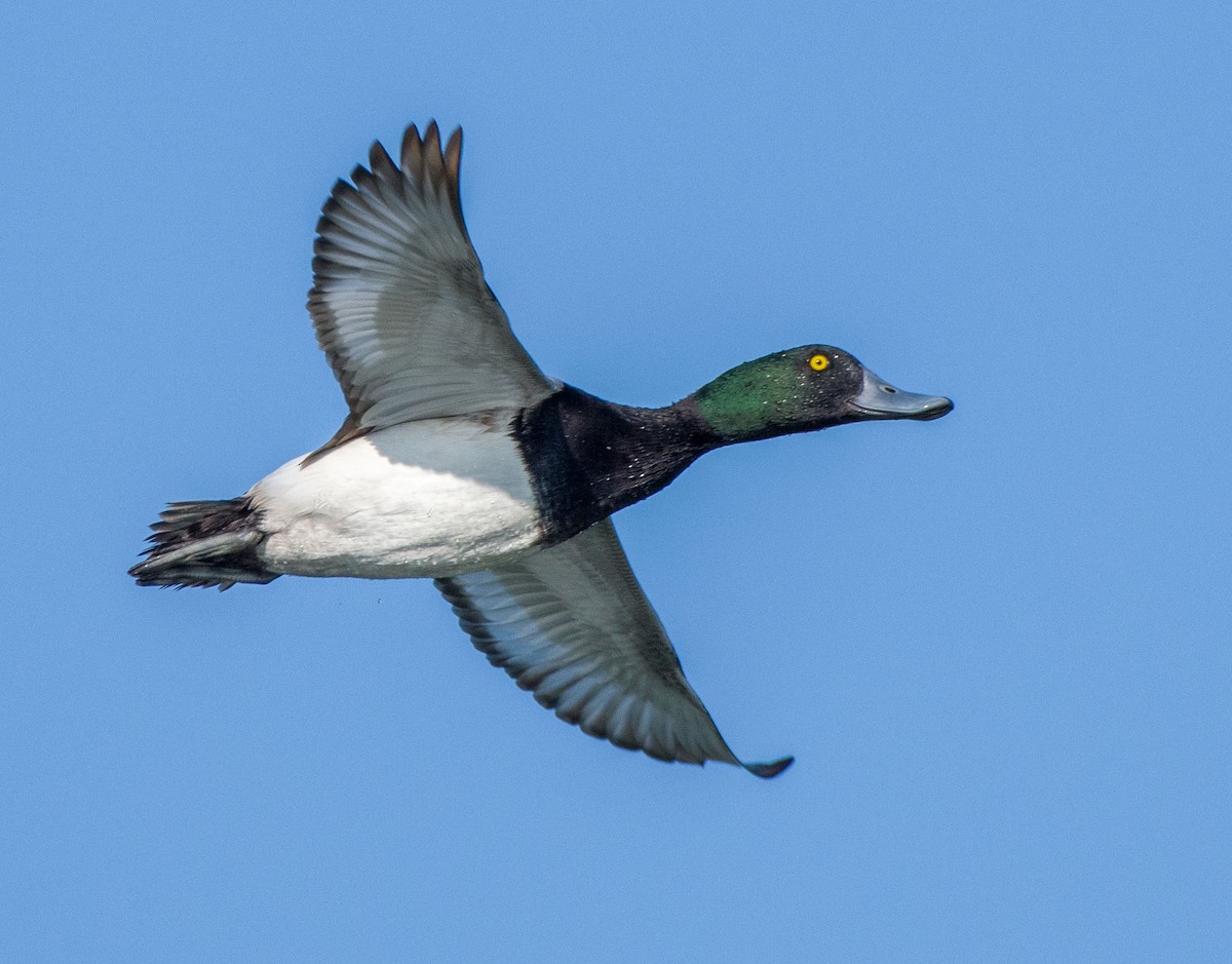 Greater Scaup - ML586154851