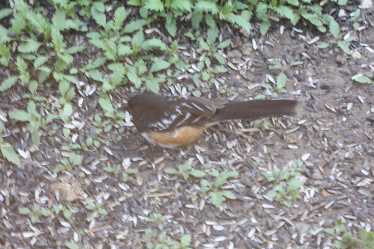 Spotted Towhee (arcticus) - ML586157051