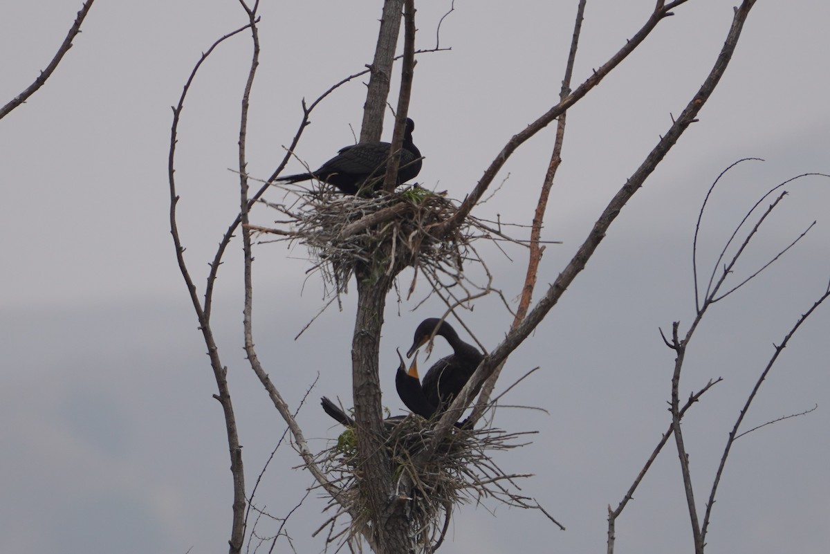 Double-crested Cormorant - ML586157131